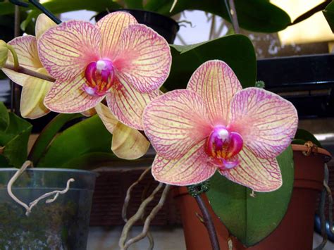  “How to Grow Orchids: A Journey into Nature's Elegant Symphony!”