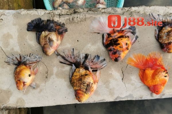 Cá trong bể bỗng dưng chết là dấu hiệu nên tìm đến các cách giải đen Cá trong bể bỗng dưng chết là dấu hiệu nên tìm đến các cách giải đen