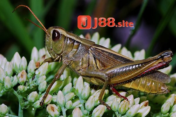 Ý nghĩa khi gặp giấc mơ thấy châu chấu Ý nghĩa khi gặp giấc mơ thấy châu chấu