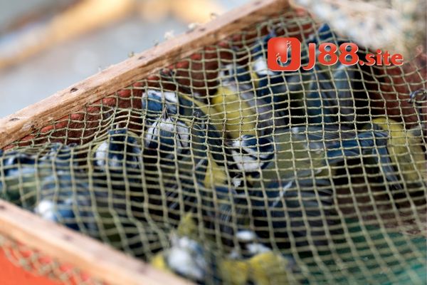Mơ thấy bắt được chim là ý nghĩa gì? Mơ thấy bắt được chim là ý nghĩa gì?