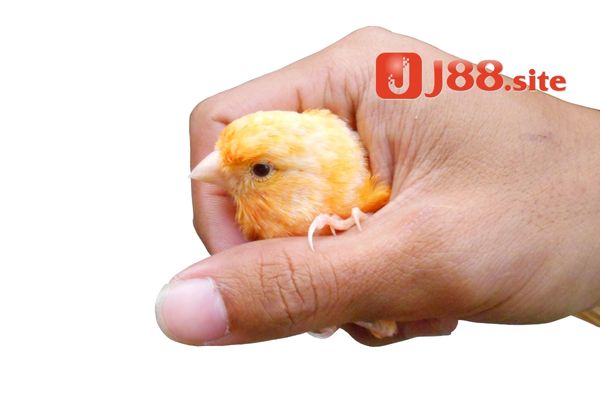 Mơ thấy bắt được chim non là điềm báo gì? Mơ thấy bắt được chim non là điềm báo gì?