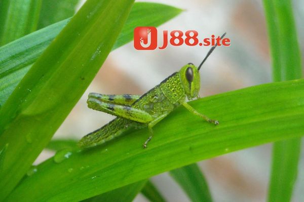 Mơ thấy tiếng châu chấu kêu Mơ thấy tiếng châu chấu kêu