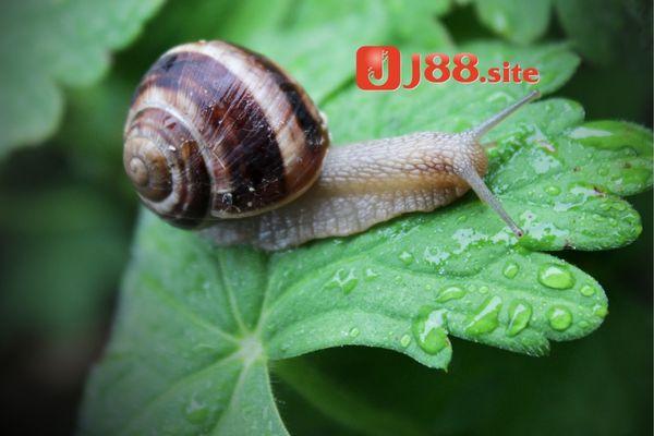 Thông điệp giấc mơ thấy ốc có ý nghĩa gì? Thông điệp giấc mơ thấy ốc có ý nghĩa gì?
